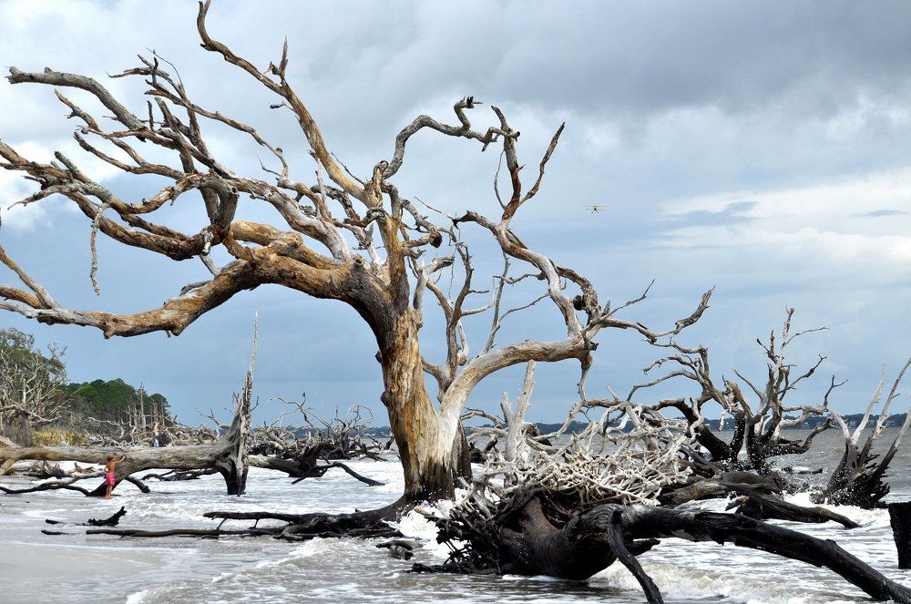 Сказочный лес