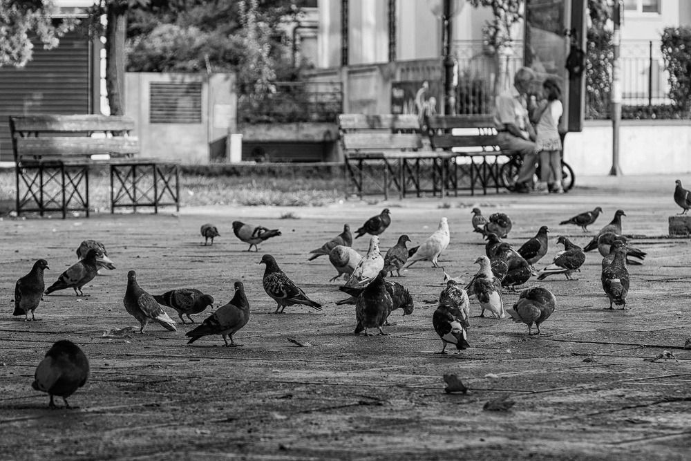 Pigeons