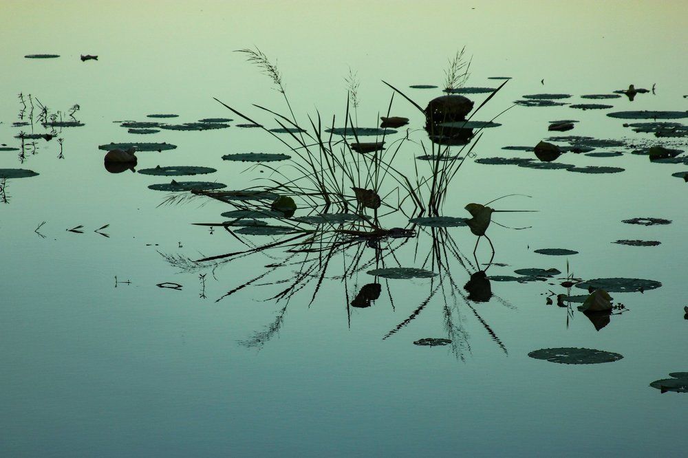 Photograph by Svetlana Guzeeva