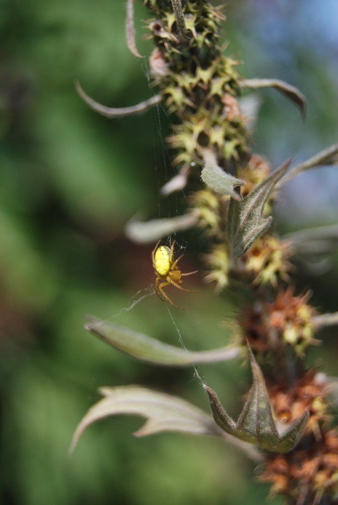 Житель горы Машук.