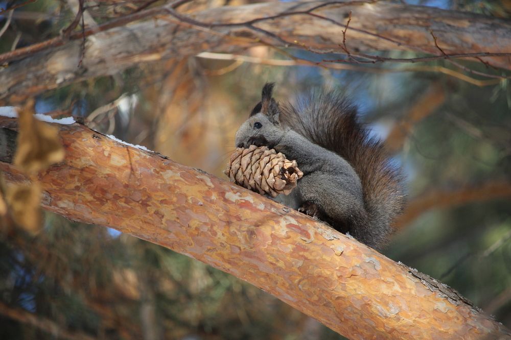 Лакомство белки.