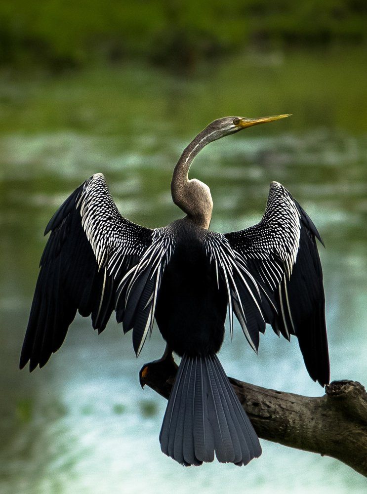 Oriental Darter