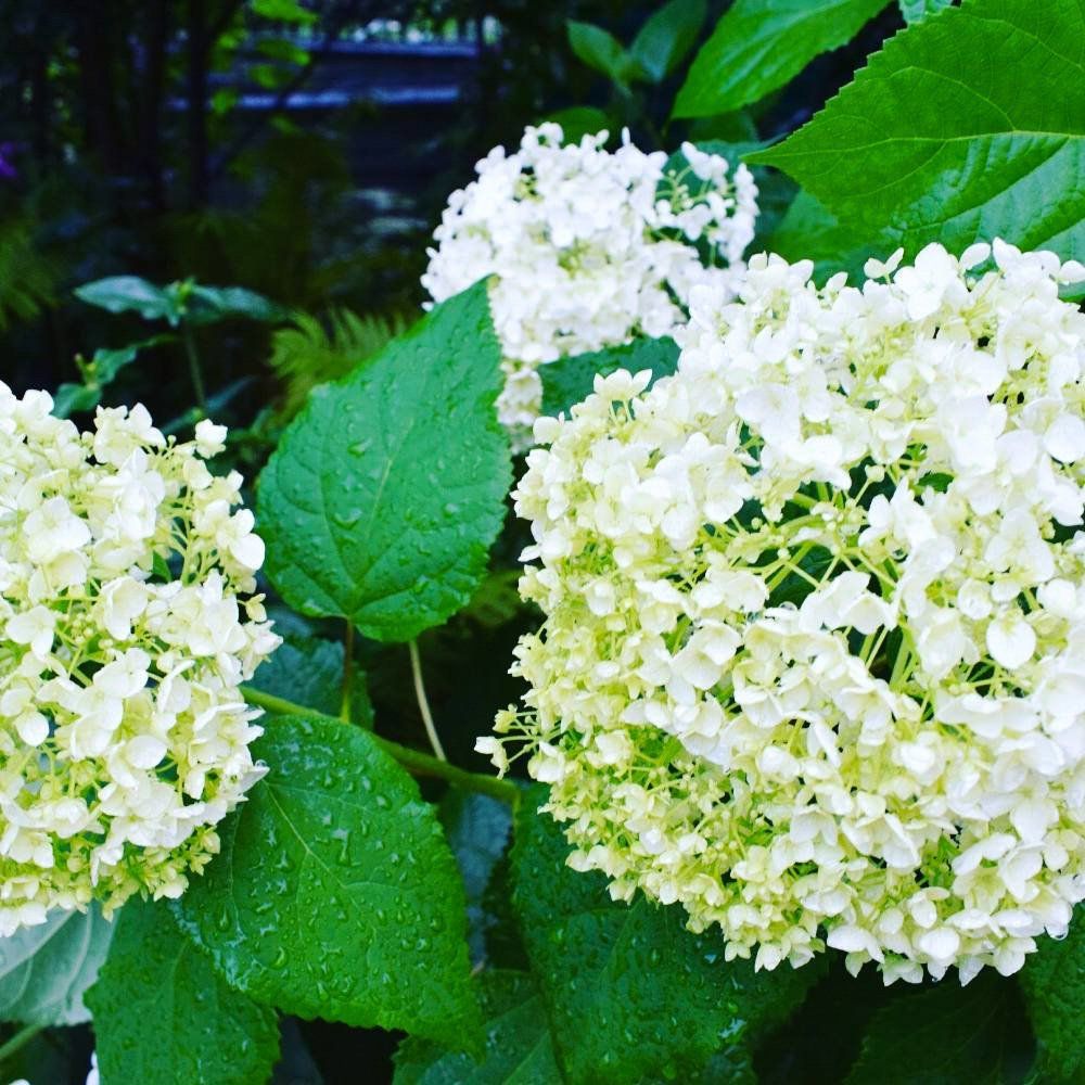 Цветы-великаны