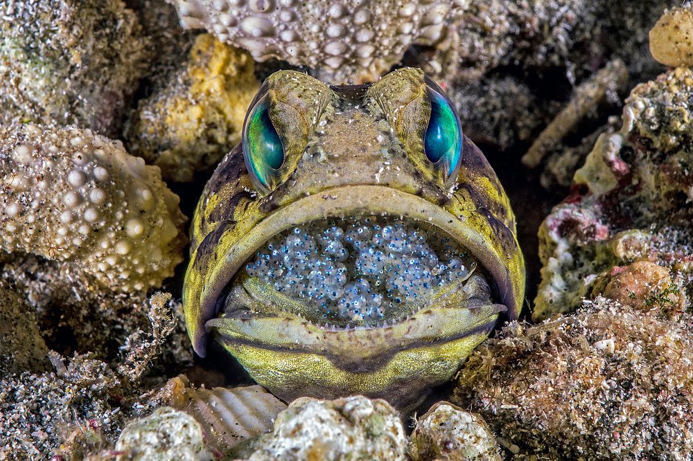 Under the Care of my Mouth