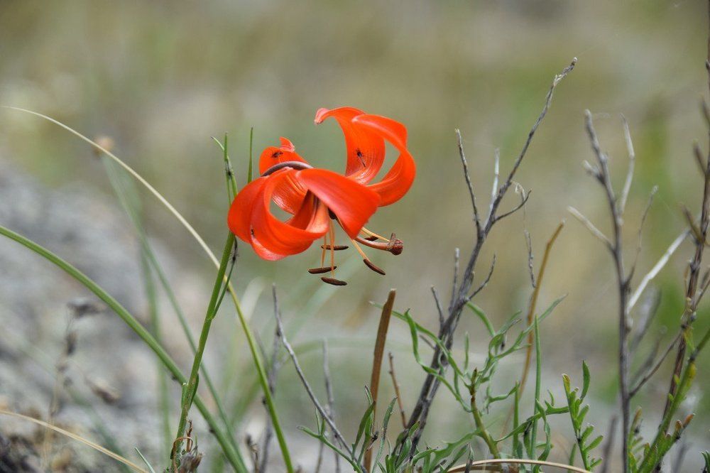 Саранка байкальская