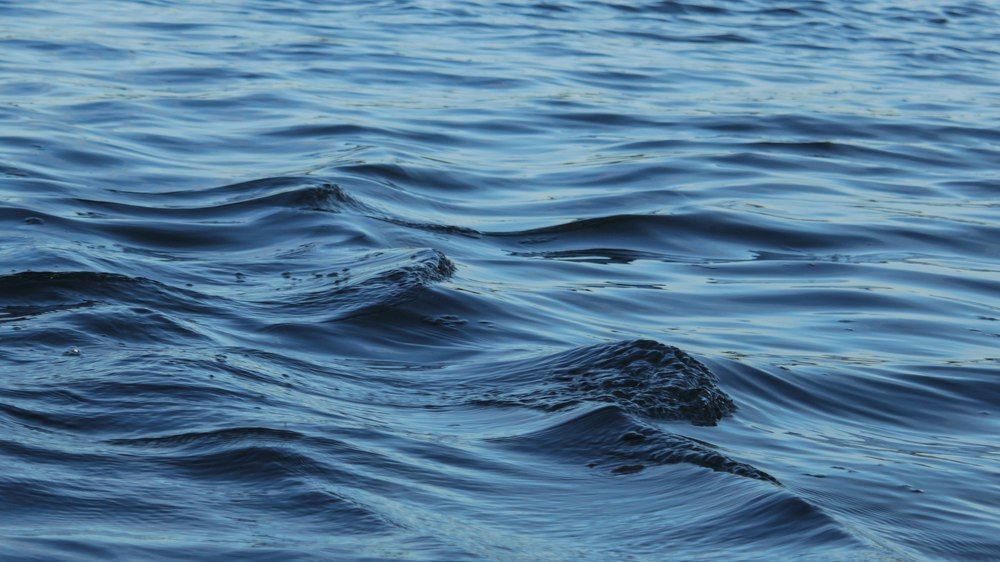 Волны: пантера купается