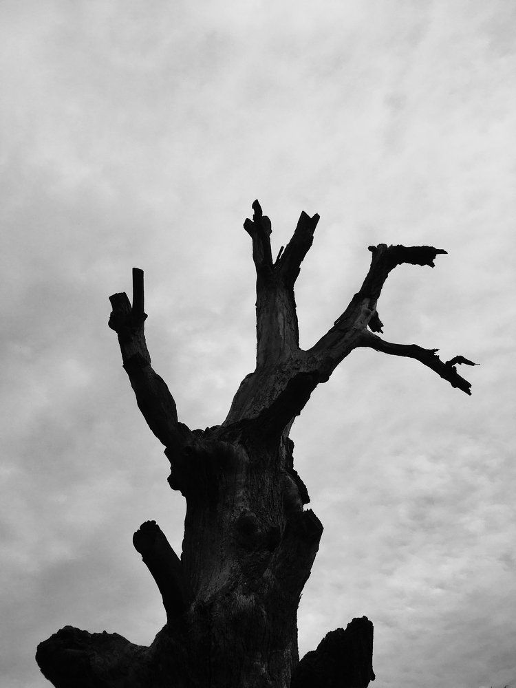 Древо смерти