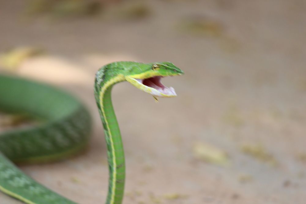 Green snake