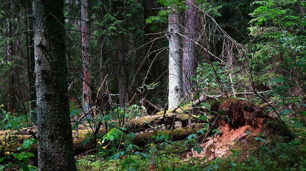Лесная чаща