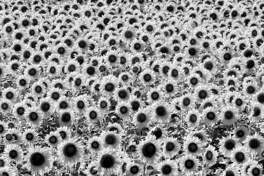 Photograph by Степанов Евгений