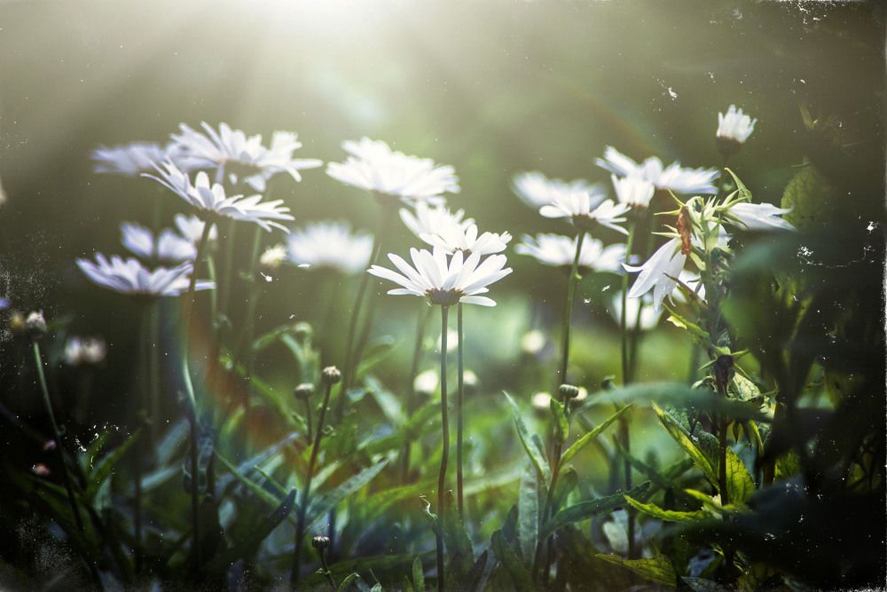 Photograph by Михайлова Светлана