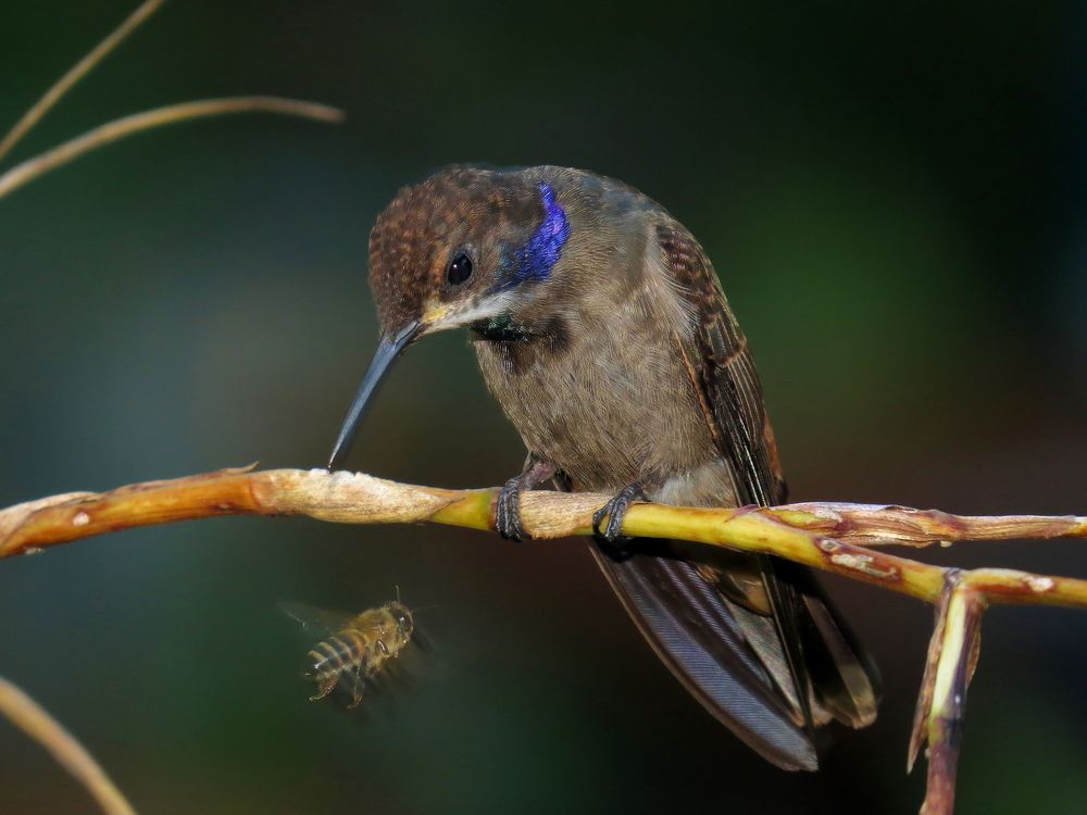 El colibrí y la abeja