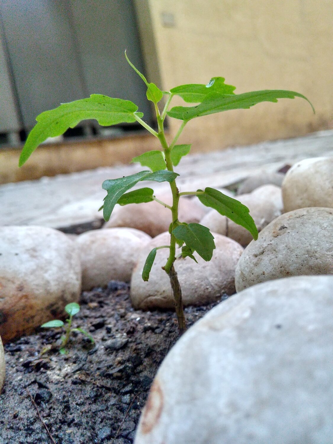 Talent