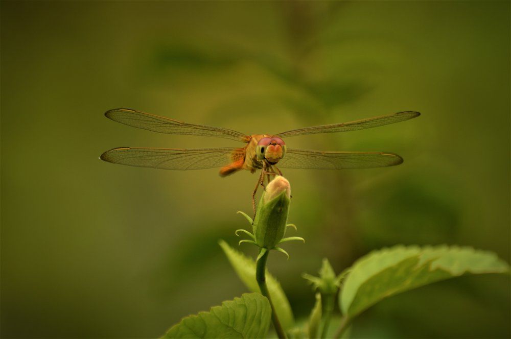 Dragonfly