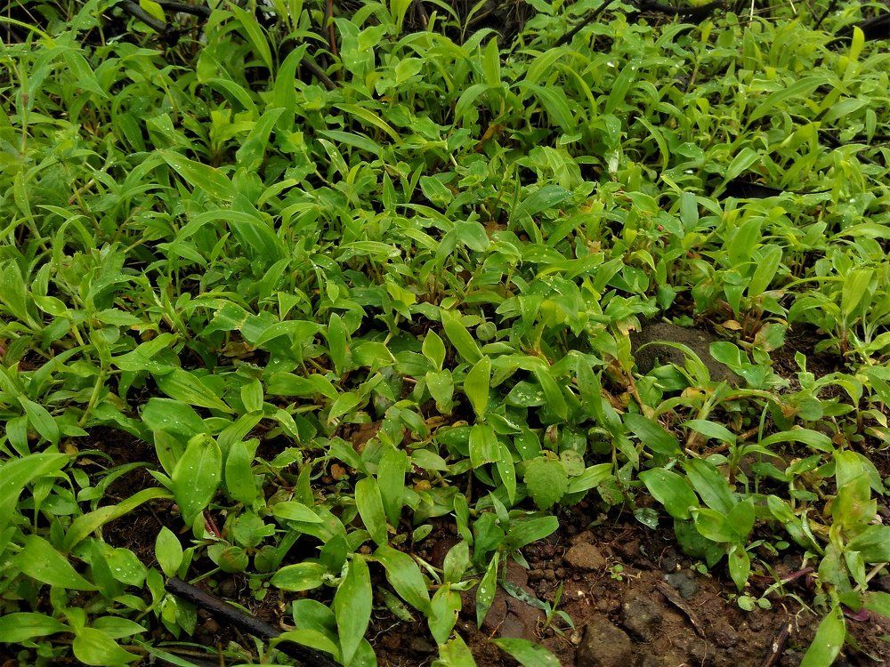 Dwarf Life