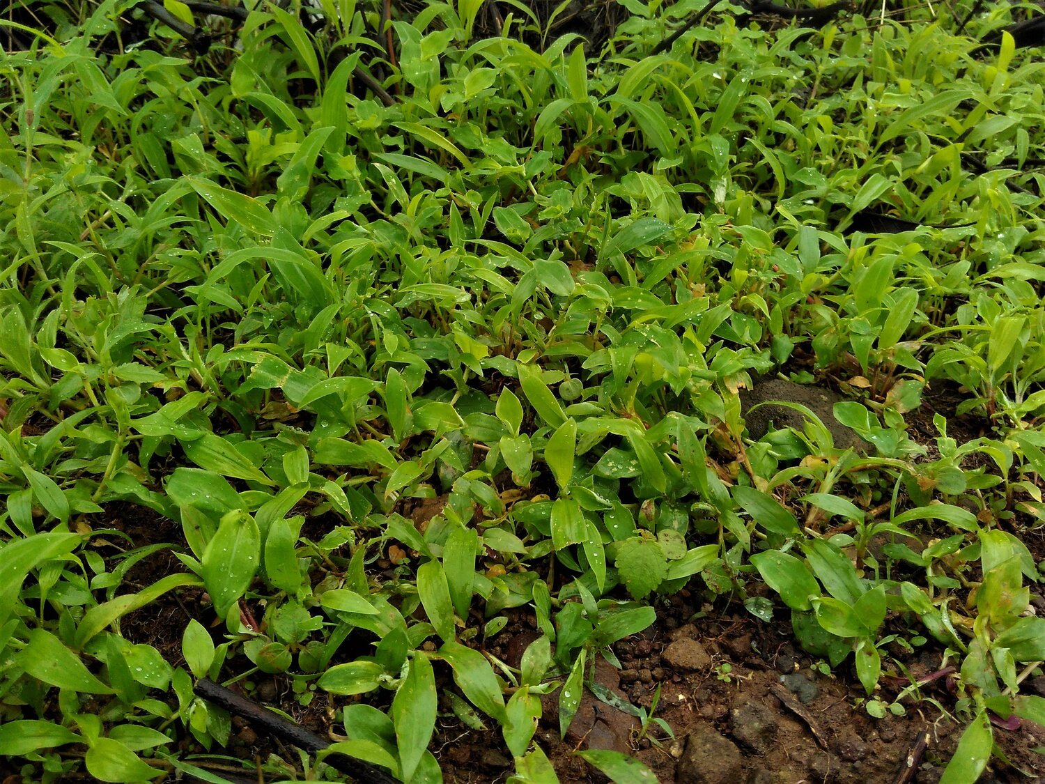 Dwarf Life