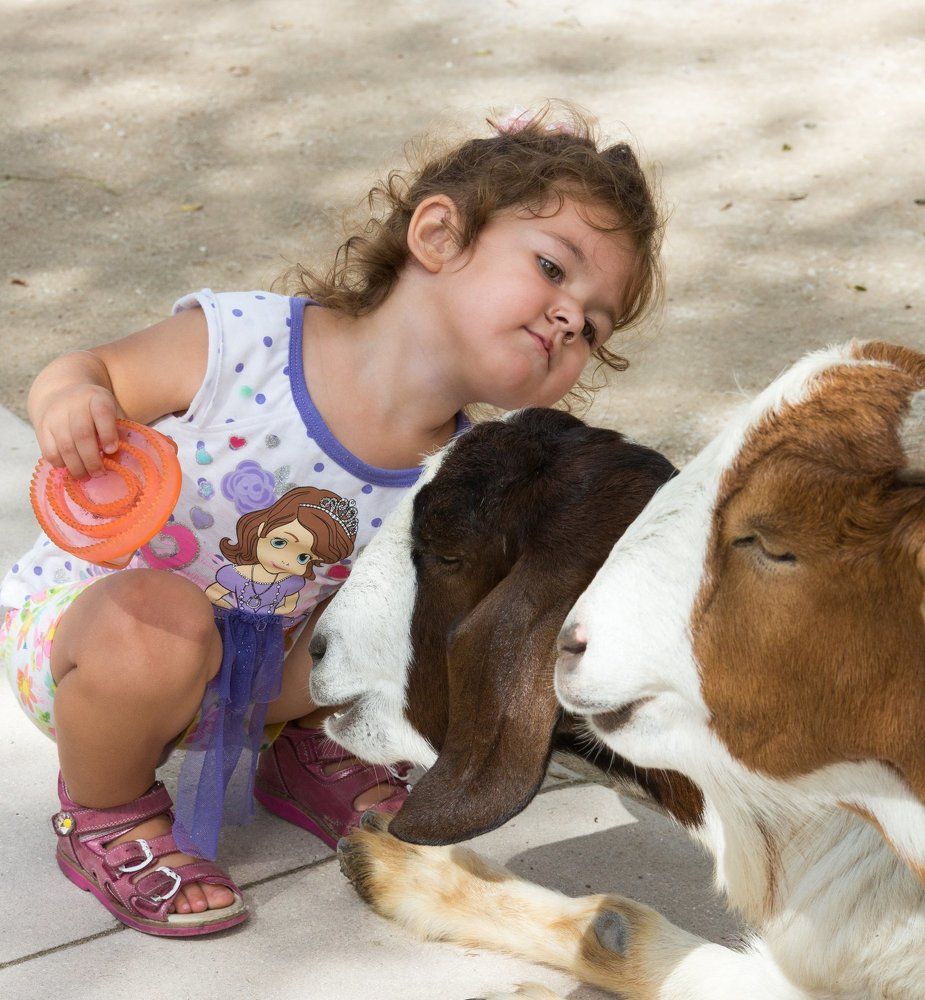 Расчешу ей шёрстку гладко!