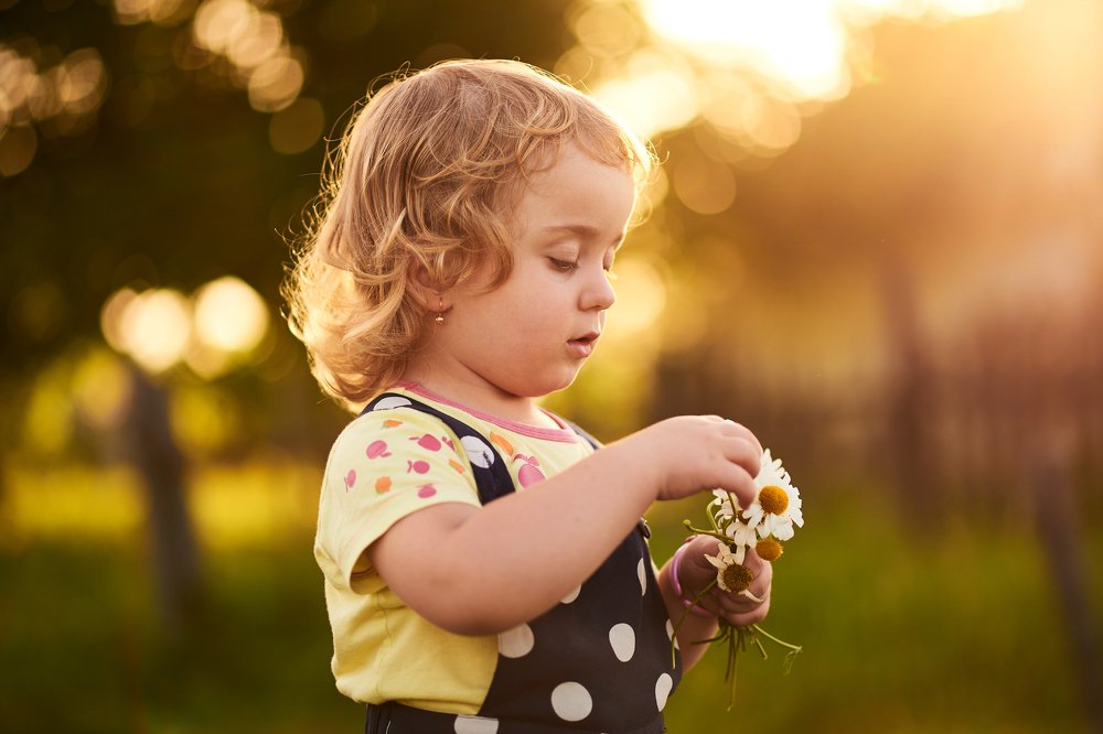 Тепло ромашки