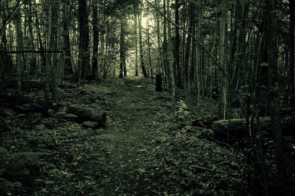 Тропинка в лесу.