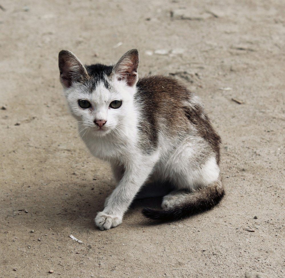 Still Cat
