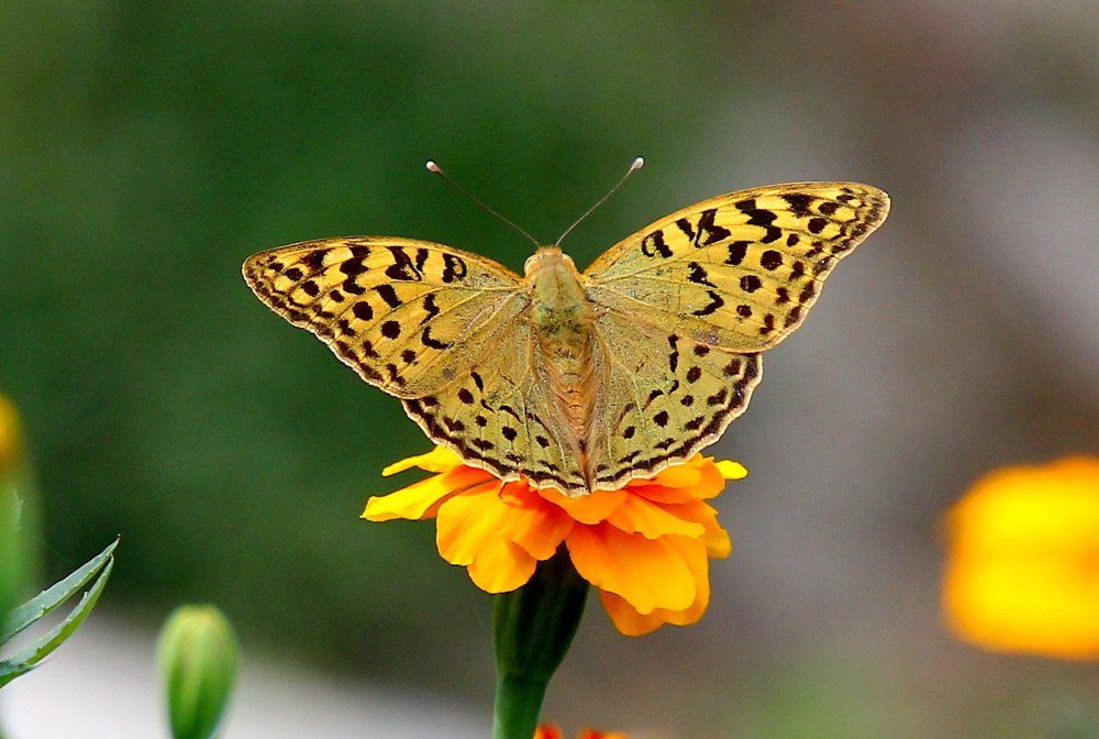 Перламутровка.