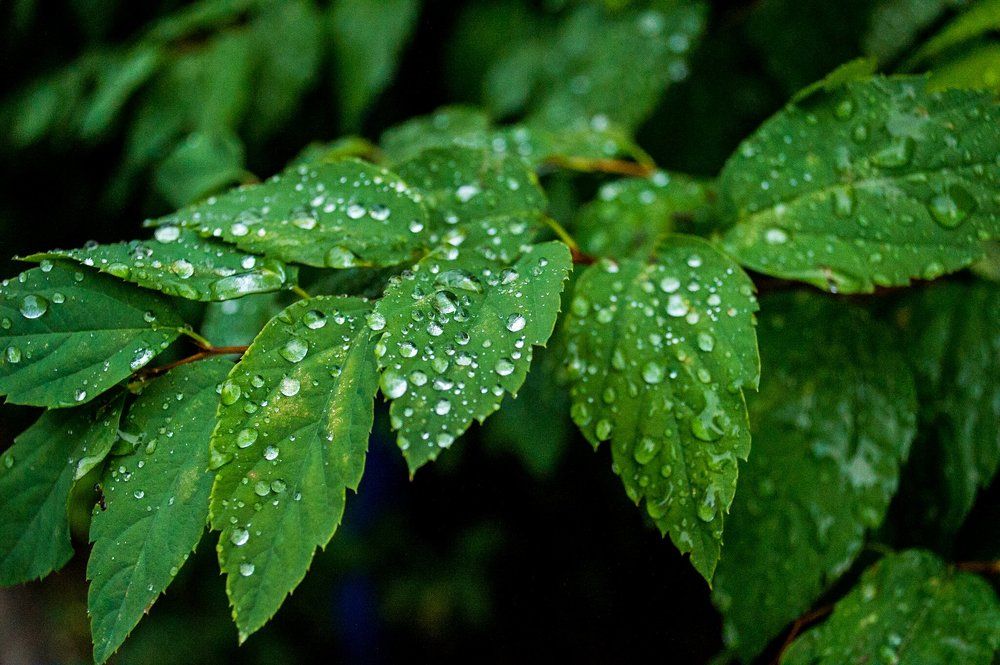 После дождя