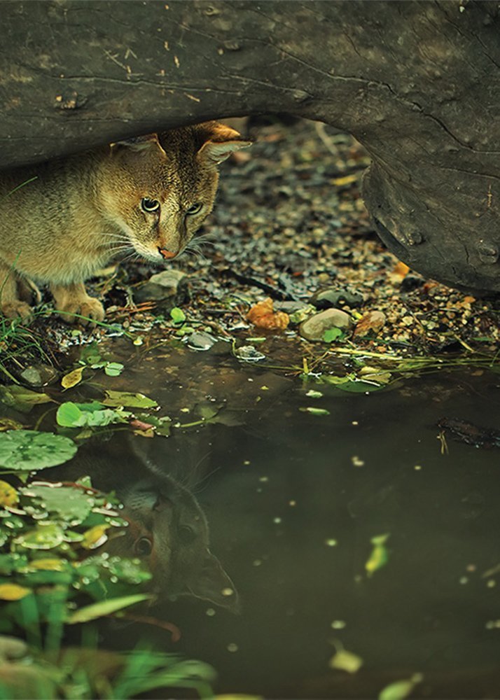 Кто это там в воде отражается?