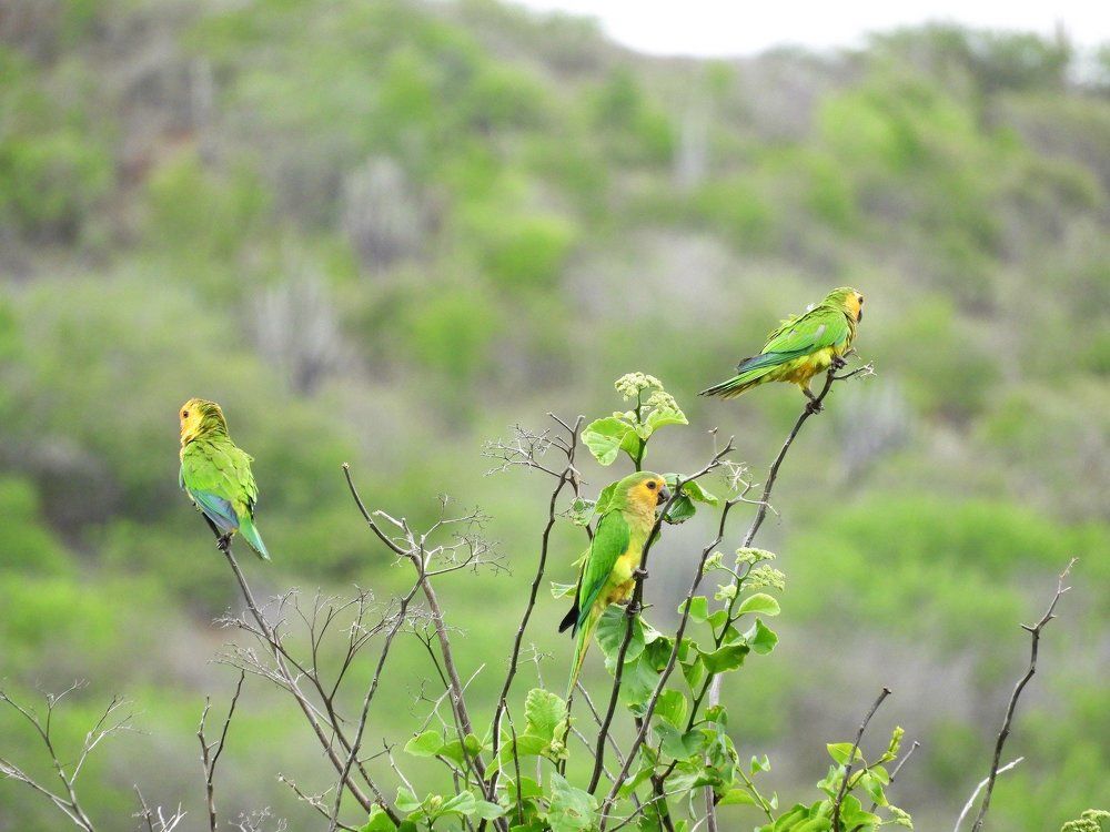 St.Thomas Parrots