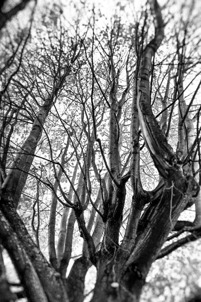 Рукава жизни