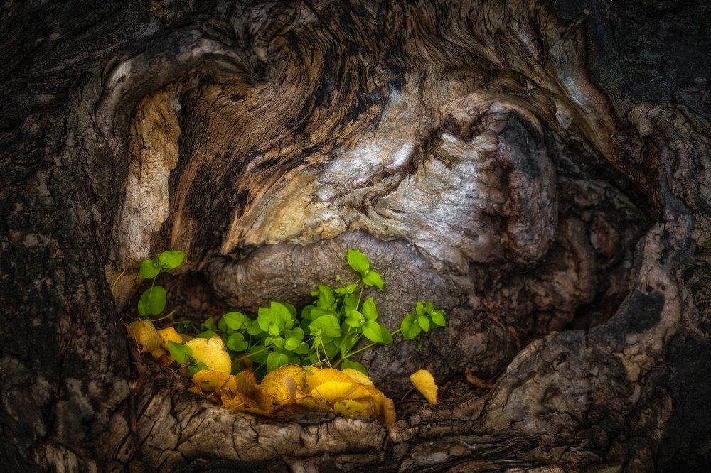 Возрождение