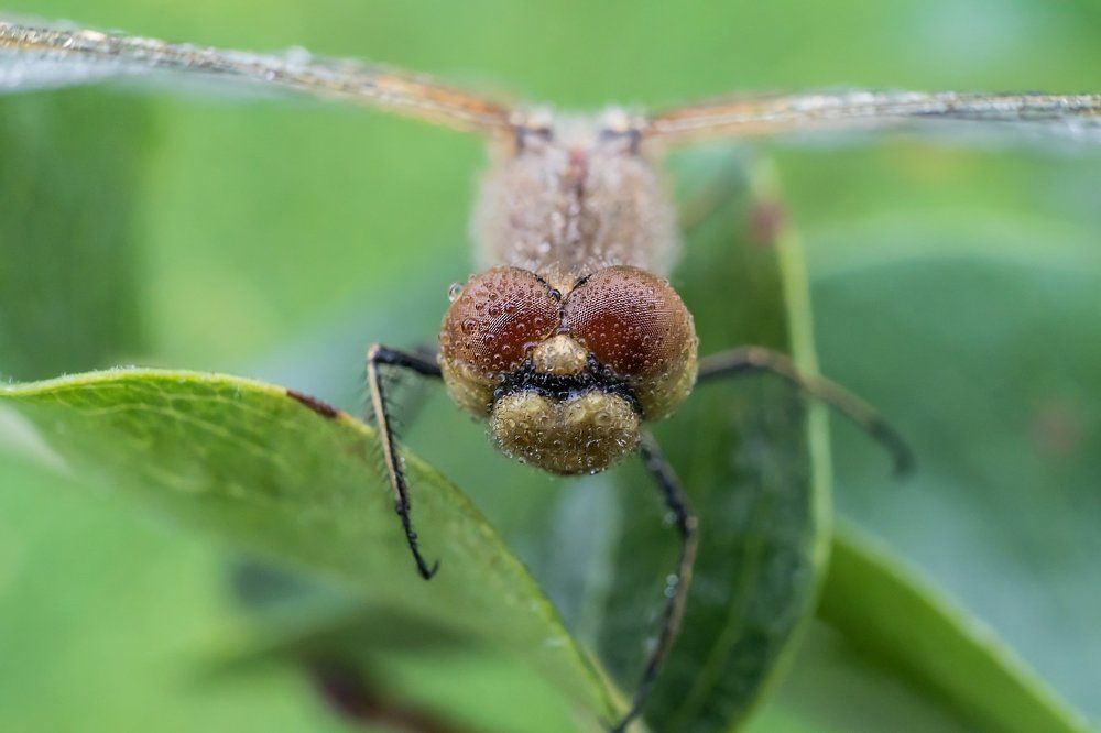 Photograph by Viktor Makarov