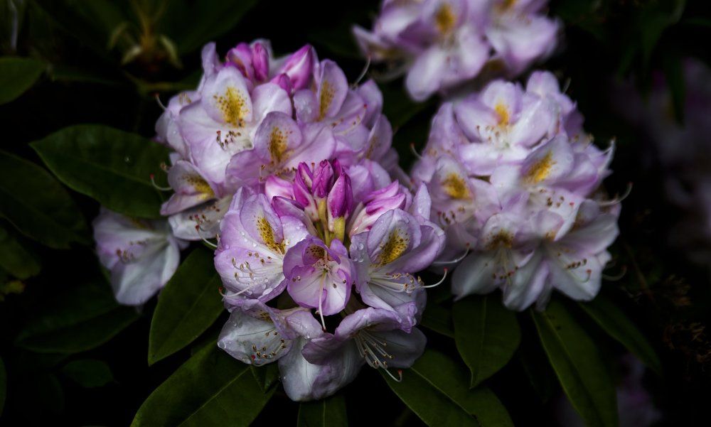 Brilliance after the rain