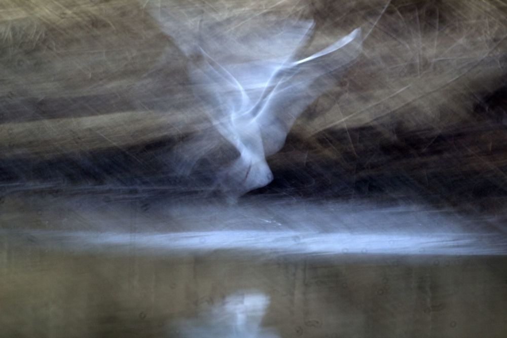 вальс чайки