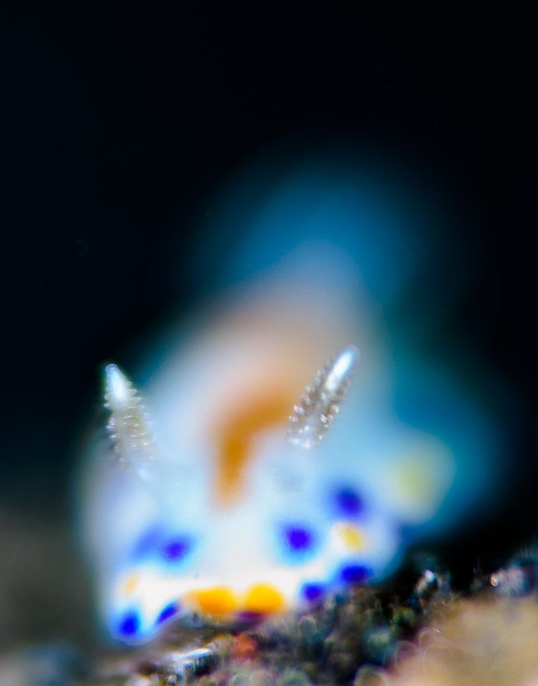 abstract nudi