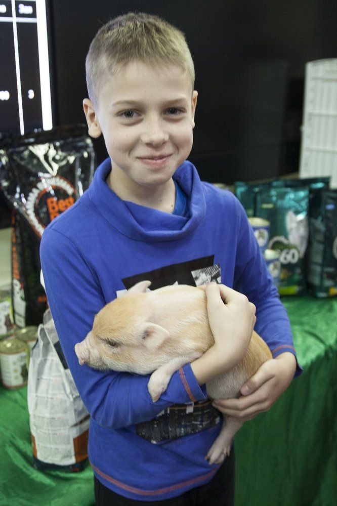 Мама, купи поросеночка!