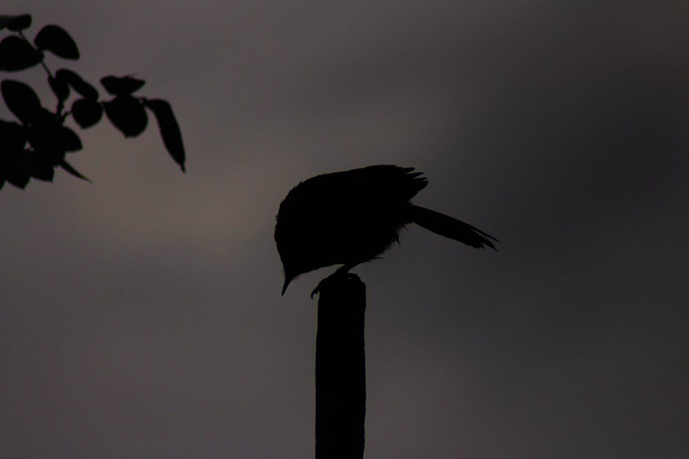 Thilina prabodha photography