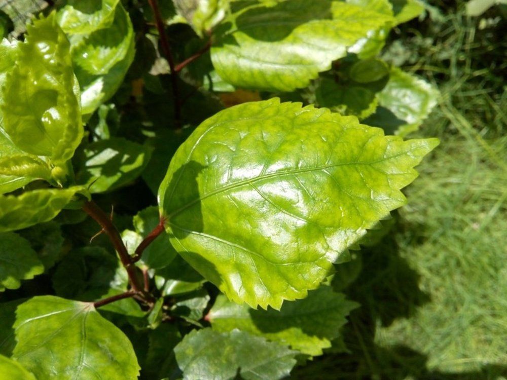 LEAF
