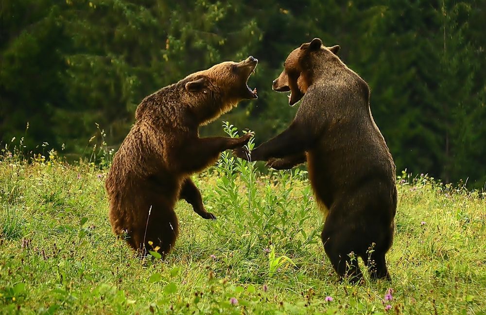 Bear fight