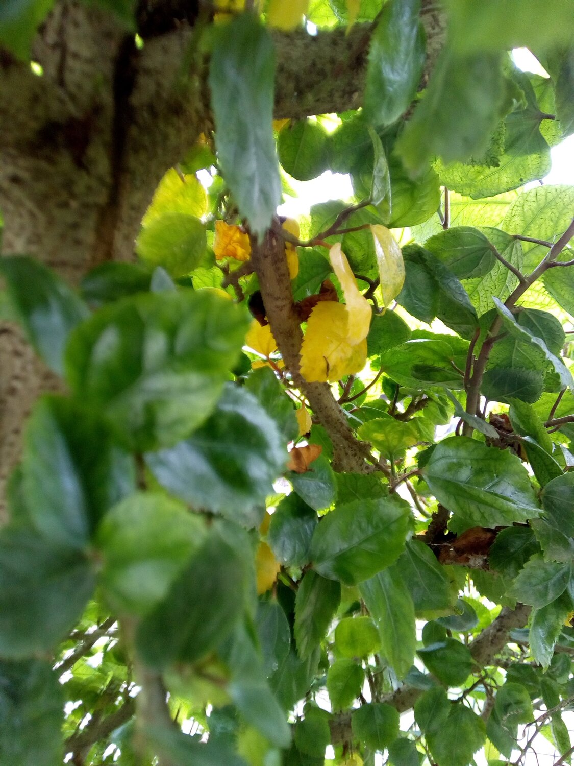 LEAF