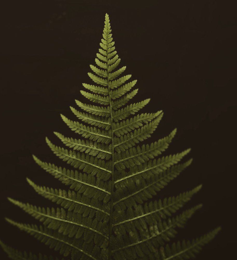 Fern Frond