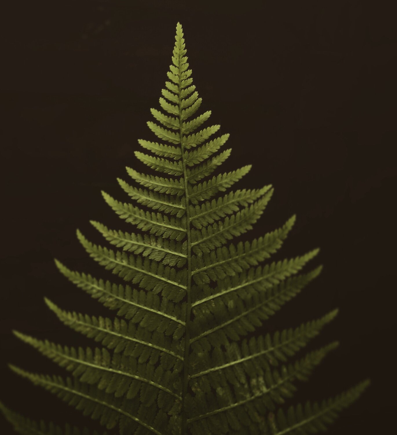 Fern Frond