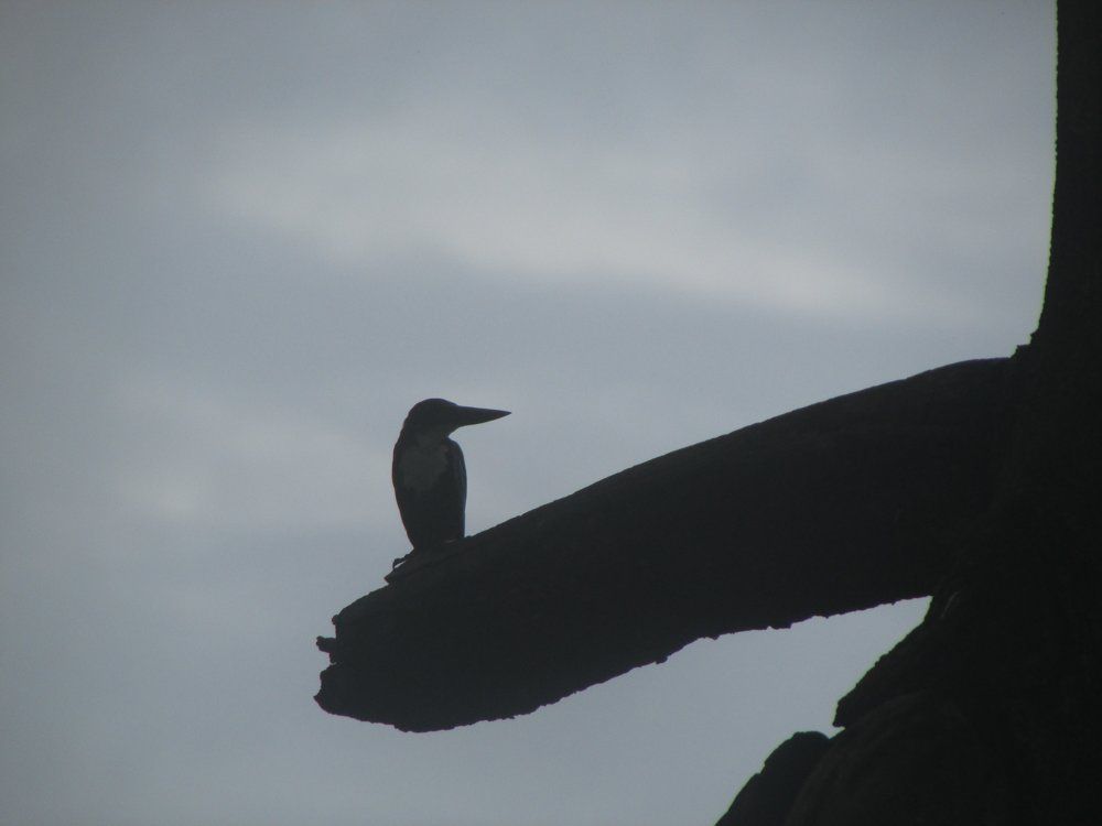 || SURPRISED KINGFISHER ||