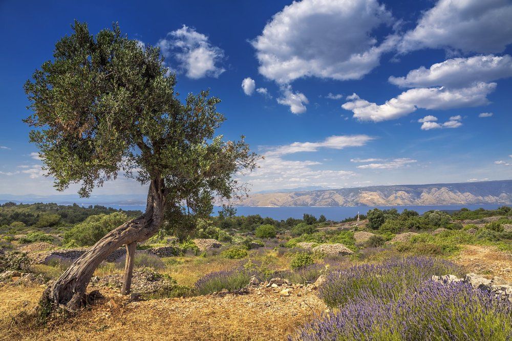 The olive tree among lavender field on Hvar island