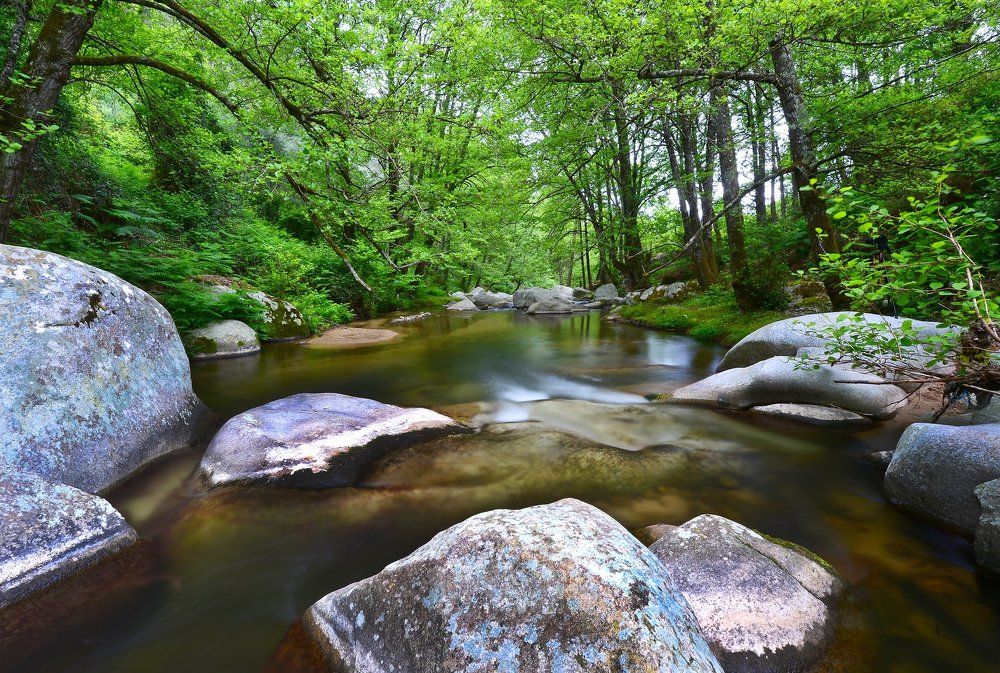 Stream in lush forest