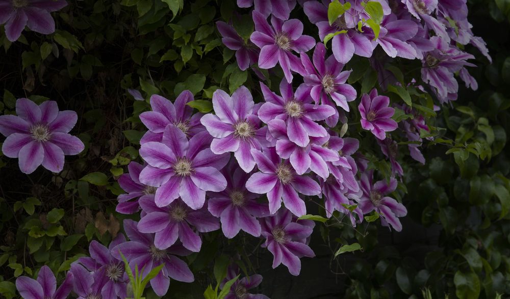 Flower garland after the rain