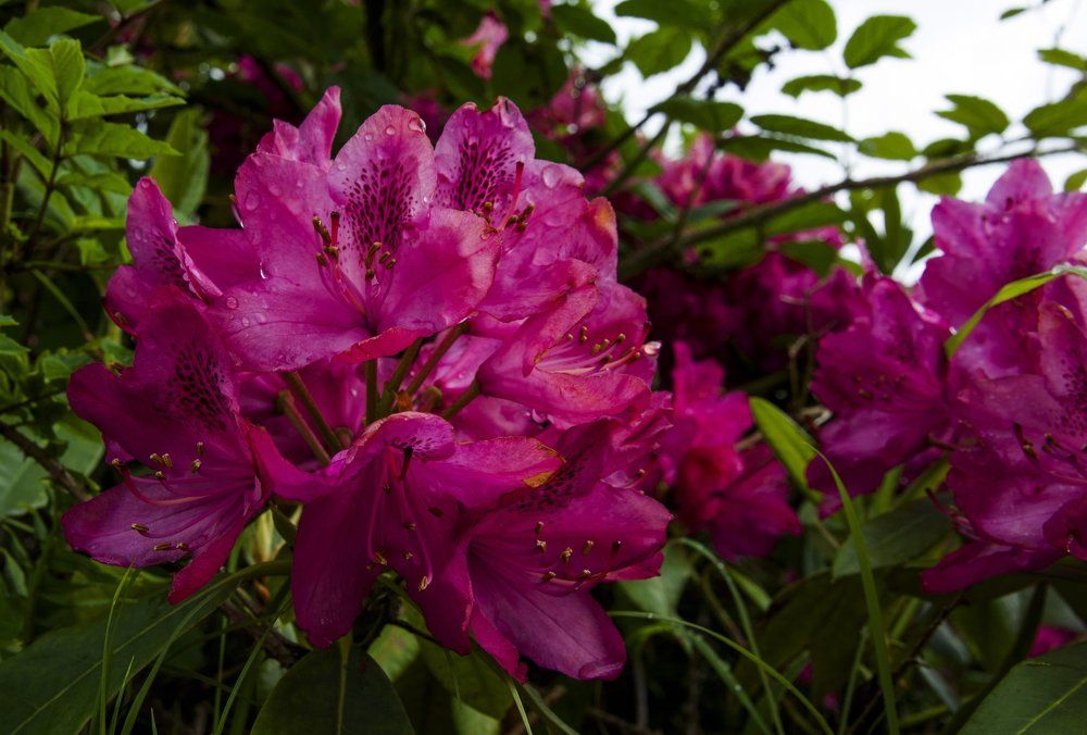 Pink Princess after the rain