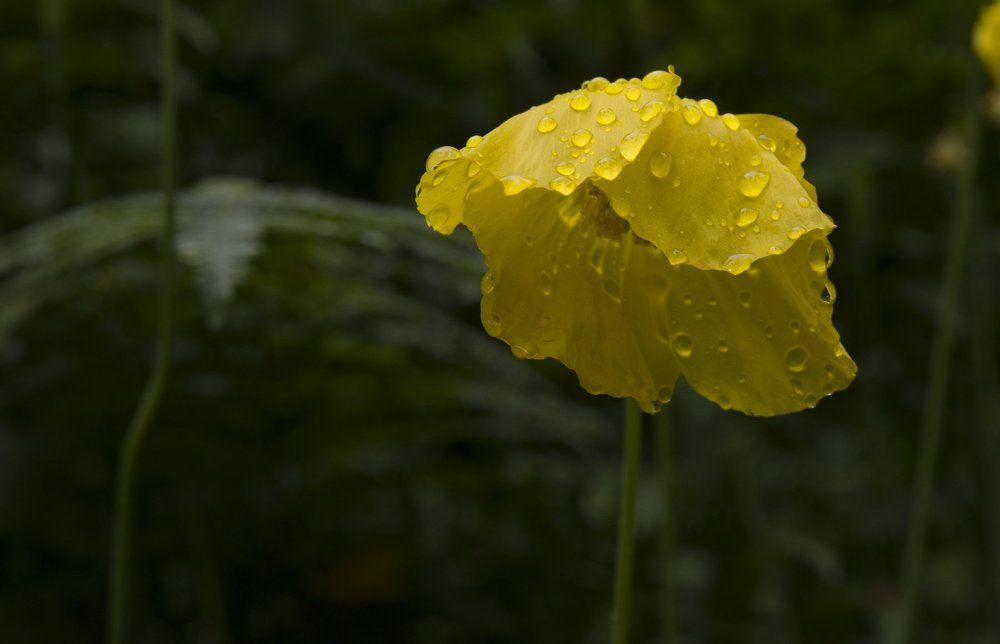 Little bit sad yellow