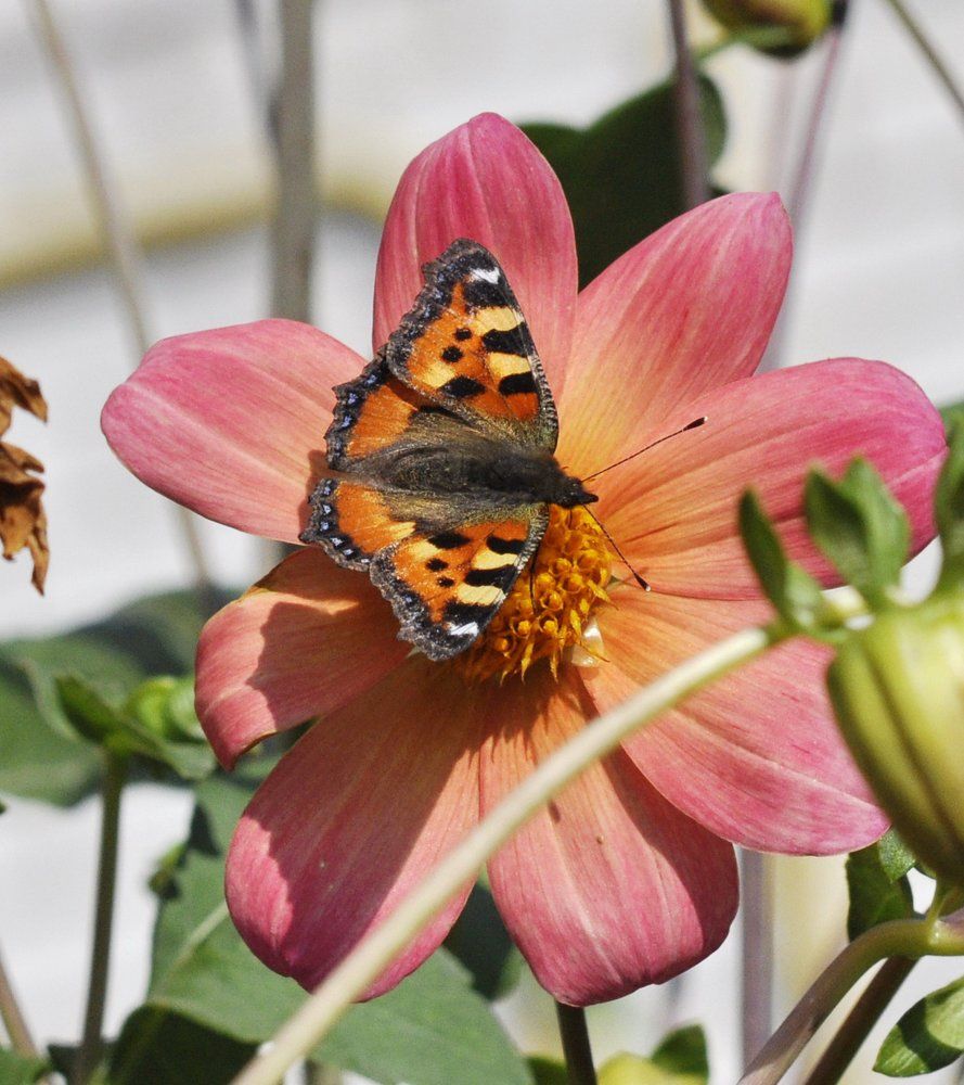 Бабочка на цветке.