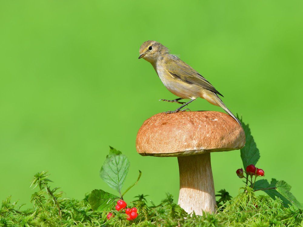 Всегда на высоте