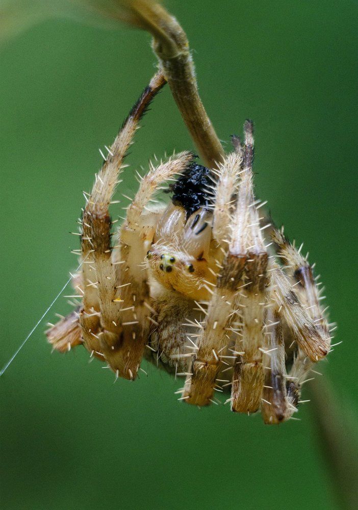 Паук- крестовик